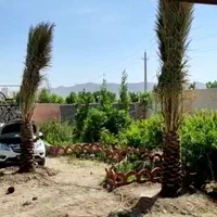 بار درخت نخل رسید|خدمات باغبانی و درختکاری|رامسر, |دیوار