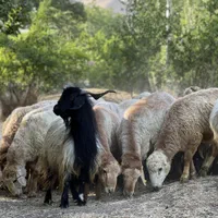 گوسفند کردستان اصل با قصاب