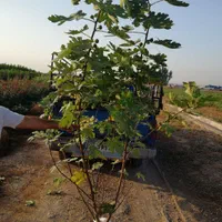 فروش انواع نهال گرمسیری مثمر و غیر مثمر|خدمات باغبانی و درختکاری|بوشهر, |دیوار