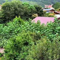 اجاره ویلا (خونه باغ) ۲ خواب دربست کامل تنکابن|اجارهٔ کوتاه‌مدت ویلا و باغ|تنکابن, |دیوار