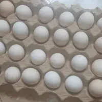 تخم مرغ نطفه دارگلین اصل عشایری