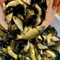 کپور طلایی آمور لهستانی مناسب استخر کشاورزی|ماهی|مشهد, امام رضا (ع)|دیوار