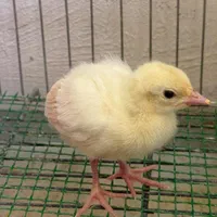 جوجه طاووس مصری