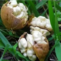 نهال گردو گلدانی خوشه ای کاشت آسان تابستانی|خدمات باغبانی و درختکاری|اصفهان, جوزدان الیادران|دیوار