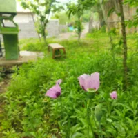 اجاره روزانه ویلا ۵۰ متری در روستای حلیمه جان