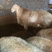 /×/گوسفند و بره نژادهاجهت قربانی دام زنده|حیوانات مزرعه|تهران, دروازه شمیران|دیوار