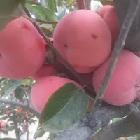 نهال خرمالو پیوندی|خدمات باغبانی و درختکاری|تهران, شهر‌زیبا|دیوار