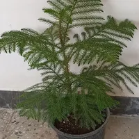 کاج مطبق