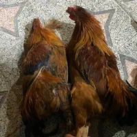 مرغ و خروس و جوجه محلی