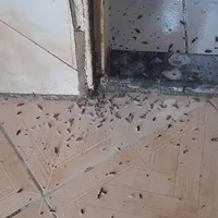 حذف ونابودی حشرات فقط دریک مرحله باضمانت اساله