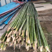 فروش چوب بامبو ۳ و ۴و ۵ متری قطر ۲و ۳ سانت|گل و گیاه طبیعی|اسلامشهر, ده عباس|دیوار