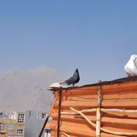 کبوتر|پرنده|کرمانشاه, |دیوار