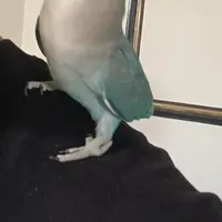 پرنده گمشده