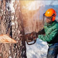 خرید قلمه و برش درخت