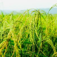 ۷۷۰۰ متر زمین کشاورزی مرغوب در جاده گنج افروز بابل|فروش دفتر صنعتی، کشاورزی، تجاری|بابل, |دیوار