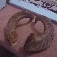 شاخ قوچ