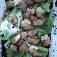 حلزون بالغ