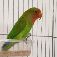 طوطی برزیلی گمشده|حیوانات|دورود, |دیوار