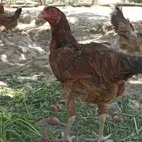 تخم نطفه دار لاری اصیل افغان و گلین با ۹۰درصد نطفه|حیوانات مزرعه|ماهدشت, |دیوار