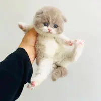 بچه گربه های عروسکی دلربا|گربه|اصفهان, آزادگان|دیوار