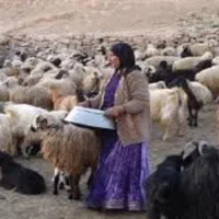 بزغاله‌وبز میش گوسفندمحله ابوذر افسریه نبرد خاوران|حیوانات مزرعه|تهران, ابوذر|دیوار