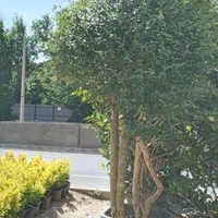 گیاه مورت ، مورد|گل مصنوعی|تهران, تهرانسر شرقی|دیوار