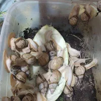 حلزون  بالغ و ...کار خانگی