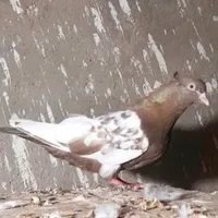 سینه ای  ماده در محله نفتون گمشده