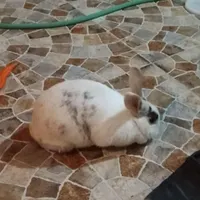 خرگوش