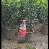 گل رز هلندی ، گل شمشاد و...|خدمات باغبانی و درختکاری|فردیس, |دیوار