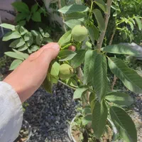 نهال و درخت ۴ ساله درشت گردو باردار|خدمات باغبانی و درختکاری|فلاورجان, |دیوار