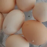 تخم مرغ محلی