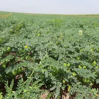 گروه کارگرکارکشاورزی به صورت گروهی|خدمات باغبانی و درختکاری|خرمآباد, |دیوار