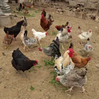 تخم مرغ نطفه دارهلندی وتاج دار.  نژادداردرجه یک|حیوانات مزرعه|اهواز, کوی فرهنگیان ۲|دیوار