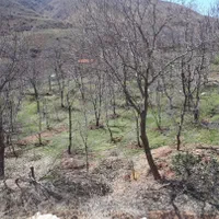 *۴۳هکتار زمین براصلی اتوبان سند تک برگ بدون مشابه*|فروش زمین و ملک کلنگی|رودهن, |دیوار