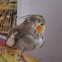 عروس هلندی گمشده
