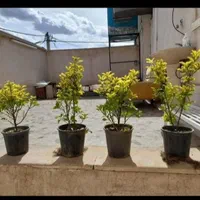 سوییت دربست باغ فین برا مسافر وهمشهری|اجارهٔ کوتاهمدت آپارتمان و سوئیت|کاشان, باغ فین|دیوار