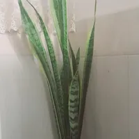 گل سانسوریا
