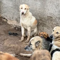 کارگر پناهگاه سگها