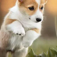 مربی سگ - آموزش سگ - تربیت سگ - رفتارشناس سگ|خدمات آموزشی|تهران, اکباتان|دیوار