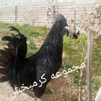 مرغ ویاندوت تخم نطفه ازتمام ذاتها یک جفت مولداورنج|پرنده|شیراز, حافظیه|دیوار