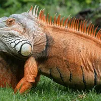 ای گوا نا  رد