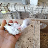 جوجه سرلاکی کوتله برزیلی