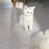 گربه|گربه|اهواز, گلستان|دیوار