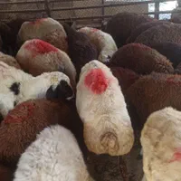 پخش وگوسفند زنده در شمال وشمال شرق تهران|حیوانات مزرعه|تهران, لویزان|دیوار