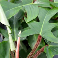 فروش ۱۰ نژاد گل آپارتمانی فیلودندرون|گل و گیاه طبیعی|ساری, |دیوار