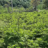 فروش ویژه ی زمین سنددار در سوادکوه|فروش زمین و ملک کلنگی|زیرآب, |دیوار