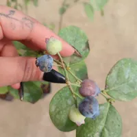فروش نهال بلوبری ترکیه