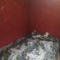 اجاره آپارتمان روزانه و شبانه|اجارهٔ کوتاه‌مدت آپارتمان و سوئیت|اسلام‌شهر, |دیوار