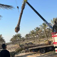 اگرمیخواهید نخلستان زیبا داشته باشیدبا ما|خدمات باغبانی و درختکاری|رامهرمز, |دیوار